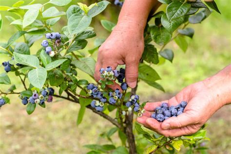 Blueberry picking. Things To Know About Blueberry picking. 
