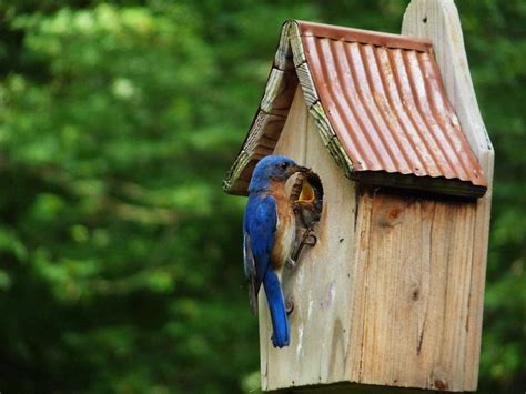 Bluebird house placement. With the predator guard kept in place, the entrance hole is 1 1/2 inches – perfect for Eastern Bluebirds. If you remove the predator guard, the entrance hole underneath becomes 1 9/16 inches. This is ideal for Western Bluebirds and Mountain Bluebirds. 