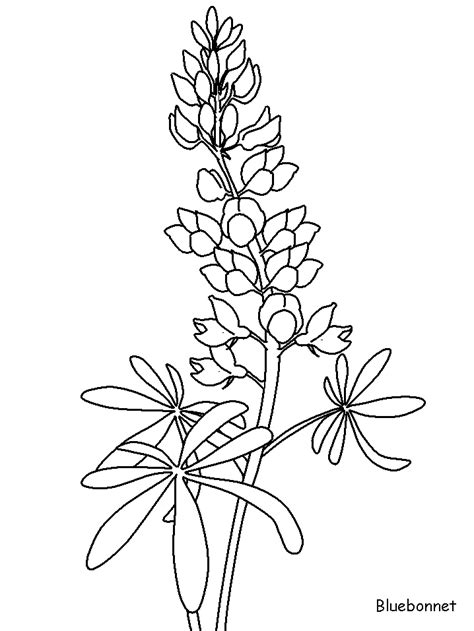 Butterfly Life Cycle Coloring Sheet