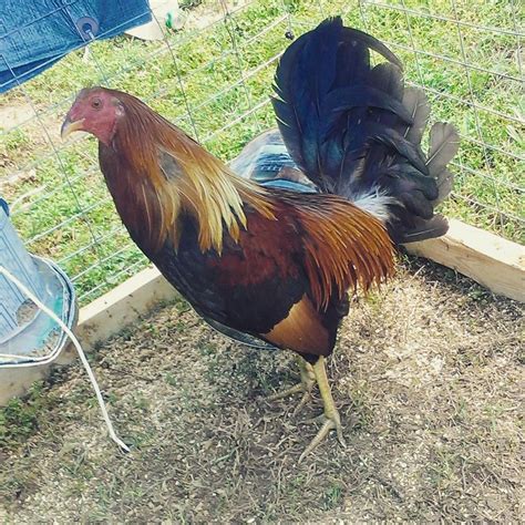 Blueface rooster. Things To Know About Blueface rooster. 