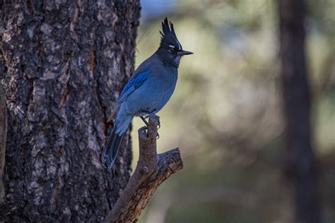 Bluejay Leaked +18 🍆 213 Pics