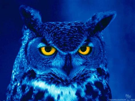 Blueowl stock. Things To Know About Blueowl stock. 