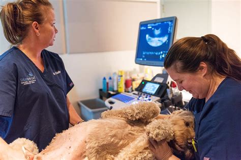 Bluepearl pet hospital tampa reviews. Explore career paths and search for job opportunities in veterinary care, in-hospital support, leadership, and national support roles at BluePearl Pet Hospitals. 