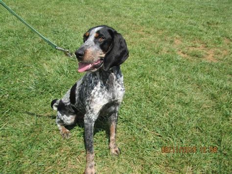 Bluetick Pointer Mix: What Are They Like? – GSP Owners