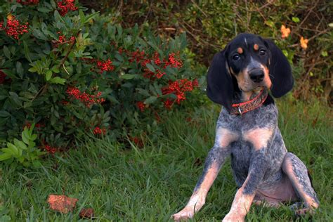 Bluetick coonhound puppies. The Bluetick Coonhound, named for its ticked, or mottled, pattern of blue, black and grey, can reach up to 69 centimetres in height and weigh up to 37 kilograms. These dogs are nocturnal hunters, bred with strong senses of smell and sight. 