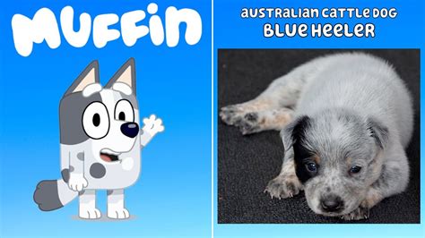 Austin Cannon. Bluey, the anthropomorphic titular character of (alleged) children's show Bluey, is an Australian cattle dog. She's part of an entire family of cattle dogs—hence the last name of Heeler—and the hit Australian show portrays the breed accurately: energetic, curious, and quite intelligent. If you need any confirmation, ask one ...