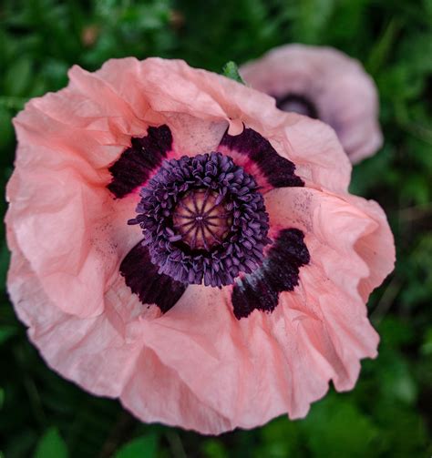 Blush Poppies & Eucalyptus Still Life - iCanvas