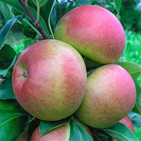 Blushing Delight™ Urban Apple® Knowledgebase