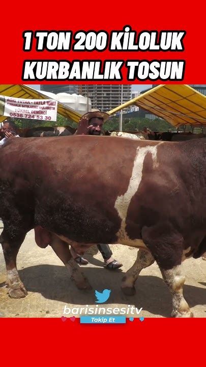 Boğa,Tosun Ne Demek. 