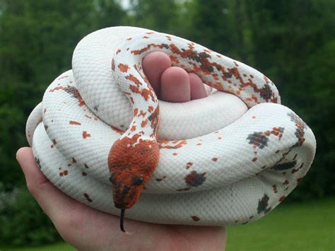 Hypo Colombian Red Tail Boas (Boa constrictor imperator)