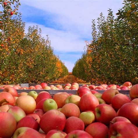 Boa vista orchards. Specialties: Open 363 Days a Year Offering Fresh Fruits, Pies, Ciders, Donuts, Wines, Veggies, Juices & More! We Also Offer Seasonal Events: Pumpkin Patch, Berry Festivals, Egg Hunt, Christmas Trees & More! Established in 1915. 5th Generation Family Farm. 