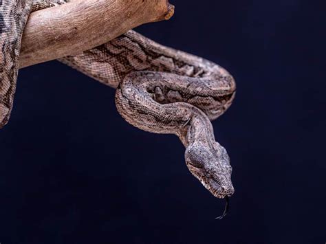 Read Boa Constrictors The Ultimate Guide To Everything You Need To Know About Boa Constrictors Management Profiles Of Boa Constrictor Snakes Their Mode Of Feeding And Specie Distributions By James Wilson