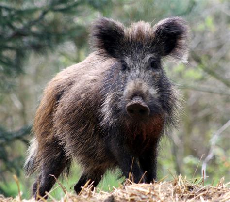 Boar. boar 의미, 정의, boar의 정의: 1. a male pig kept for breeding on a farm, or a type of wild pig 2. a male pig kept for breeding on…. 자세히 알아보기. 