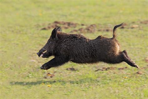 Boar's speed. Things To Know About Boar's speed. 