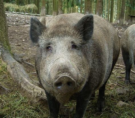 Wild boar (Sus scrofa L.) is widely distributed, not least because of anthropogenic translocations of animals for supplying meat for human consumption [1, 2]. In Europe, wild boar has been endemic for millennia , and prehistoric cave art even documented the importance of the species for humans . Wild boar is one of largest free-living .... Boar
