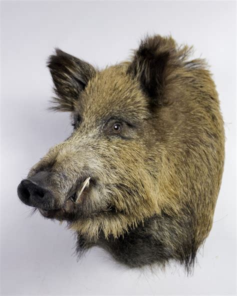 Boar head. Things To Know About Boar head. 
