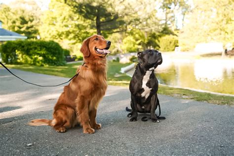 Board and train dog training. Getting a new puppy is exciting, especially if it’s your first time getting a pet! But puppies are a lot of work, and training them takes a lot of time and energy. When you’re trai... 