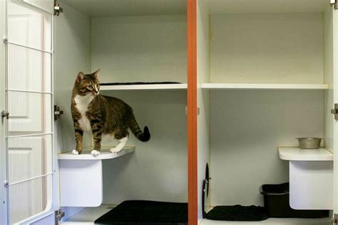 Boarding a cat near me. Our cattery facilities are located at all AdelaideVet practices and are designed for cats to have a relaxing, enjoyable and safe experience while you’re away, all while in the complete care of our AdelaideVet healthcare professionals. Call us on: Trinity Gardens – 8169 9777. Goodwood Road (brand new) – 8169 9755. 