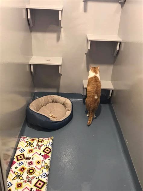 Boarding cats near me. Jungle Cats, our very special habitat for your feline companion, is an adventure indeed. We're located near ... While in our cat boarding facility, your fabulous ... 