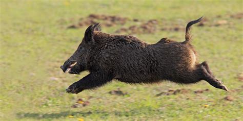 Boars speed. Things To Know About Boars speed. 