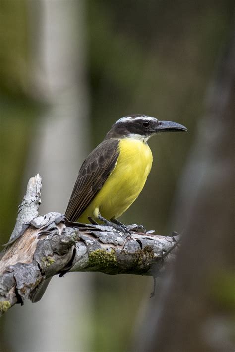 Boat-billed Flycatcher, MEGARYNCHUS PITANGUA