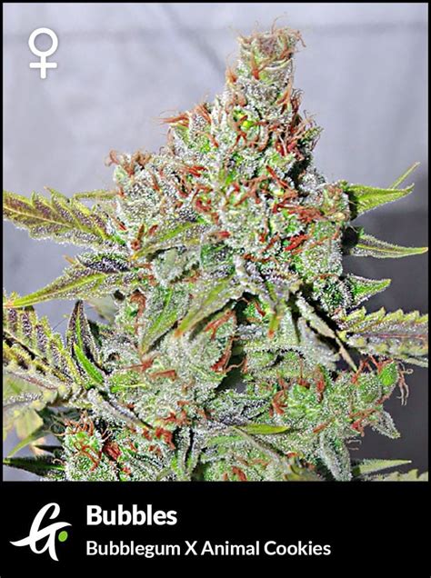 Blow Pop is an indica dominant hybrid strain (70% indica/