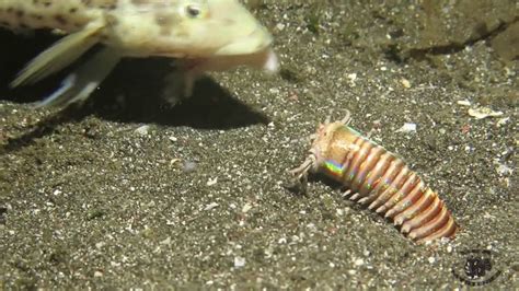 Bobbit worm gif 4 » GIF Images Download