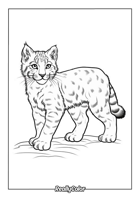 Bobcat Coloring Shee
