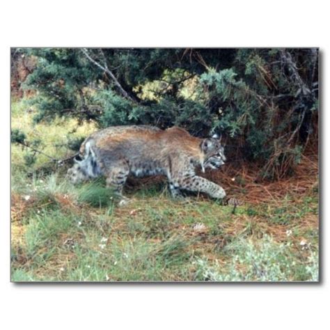 Bobcat Web Account Information - Central Oregon …