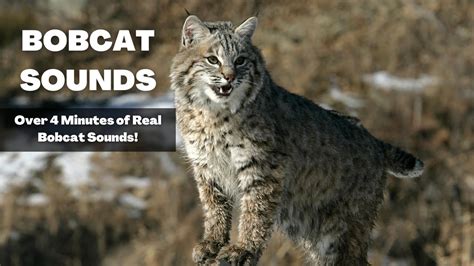 Bobcat calling sounds. Bobcat Sounds. Here are the sounds that have been tagged with Bobcat free from SoundBible.com Please bookmark us Ctrl+D and come back soon for updates! ... Bobcat Cries And Calls. Bobcat cries and calls in nature. 57182 4/5 Attribution 3.0. Cat Purring. The sound of a cat Cat Purring great feline happy cat effect ... 