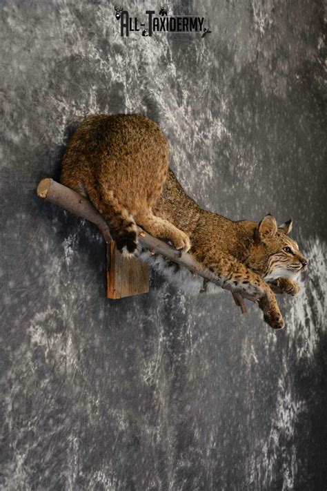 Description of Taxidermy For Sale. This is an incredible life-size Bobcat taxidermy mount, posed walking across a custom wooden branch wall-hanger. This mount features a great hide, beautiful thick, speckled fur and really nice taxidermy work, earning our World Class™ overall quality rating. All applicable dimensions are included to help .... 