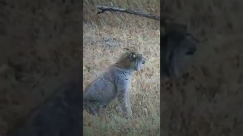 Recorded Bobcat Sounds. The sounds made by bobcats have been described in many ways, like the sound of a demon, a man shouting, the scream of a woman asking for help, or as a child crying. On YouTube, we can find numerous videos and creepy audio recordings with the sounds produced by bobcats.. 