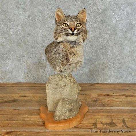 Bobcat shoulder mount. 142 views, 11 likes, 0 loves, 0 comments, 1 shares, Facebook Watch Videos from The European Man Taxidermy Studio: First shoulder mount Deer and Full body... 