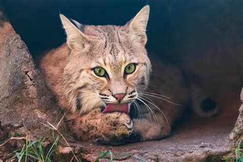 Bobcat that attacked a camper in Connecticut tests positive for rabies