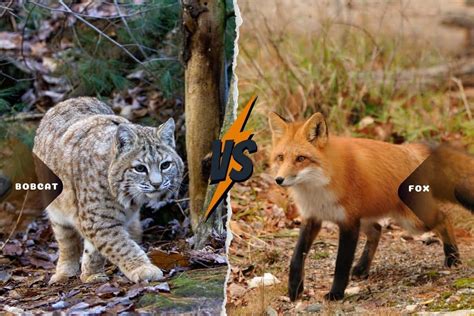 Bobcat vs. Fox near Winter Harbor - Winnipesaukee Forum