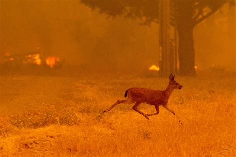 Bobcats, foxes resistant to impacts of 'mega fire,' new study finds