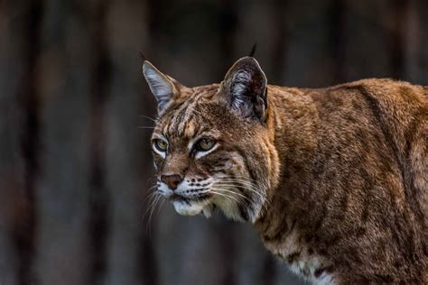 Bobcats in indiana. Learn about the bobcat, a carnivorous and territorial wild cat that lives in remote rocky outcrops and wooded areas of Indiana. Find out how to distinguish it from its cousin the lynx, its diet, its habitat, its threats and its conservation status. 