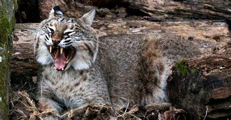 Body length between 2 to 4 ft. Weight: 15–35 lbs, males typically larger than females. Reproductive rate: 50–60 day gestation, 1–4 kittens/litter. Lifespan: 3–4 years in the wild. The oldest reported bobcat in the wild was 16 years old, and the oldest in captivity was 32 years old.. 