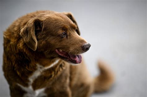 Bobi, el perro más viejo del mundo, cumplió 31 años