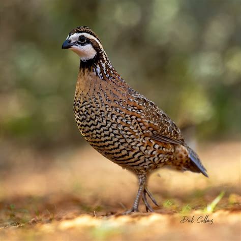 Bobwhite - Etsy