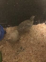 Bobwhite Quail - For Sale - Shoppok