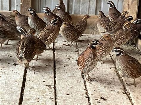 bobwhite quail for sale - $5 (Waring) ‹ image 1 of 2 › QR Code Link to This Post. Bobwhite flight birds. Raised in flight pens after 4 weeks of age. Various ages and sizes available through February. Will deliver in some cases. Volume discounts available. Shoot me a text for more info. 83zero-3eight8-zero988. do NOT contact me with …. 