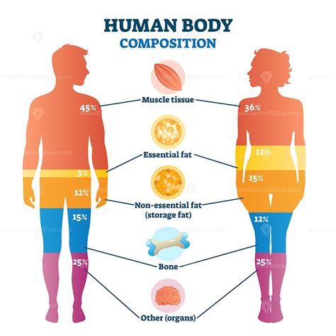 Body Composition For Beginners Part 1