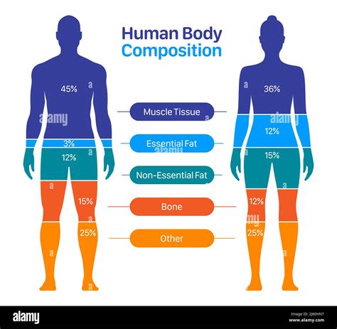 Body Composition For Beginners Part 2
