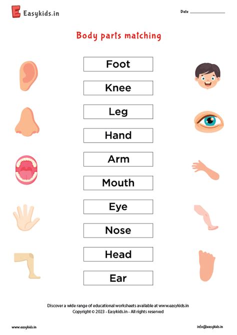 Body Part Picture Matching Worksheet