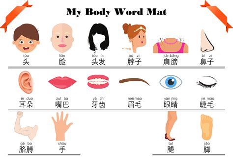 Body Parts In Chinese Teaching Resources TPT - TeachersPayTeachers