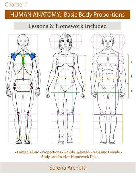 Body Proportions Reference