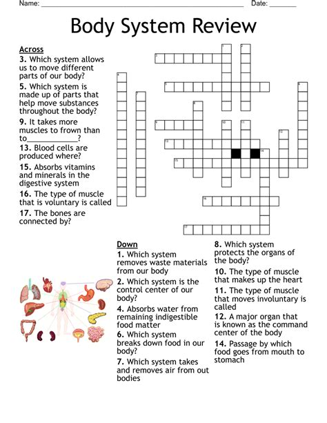 Body Systems Crossword