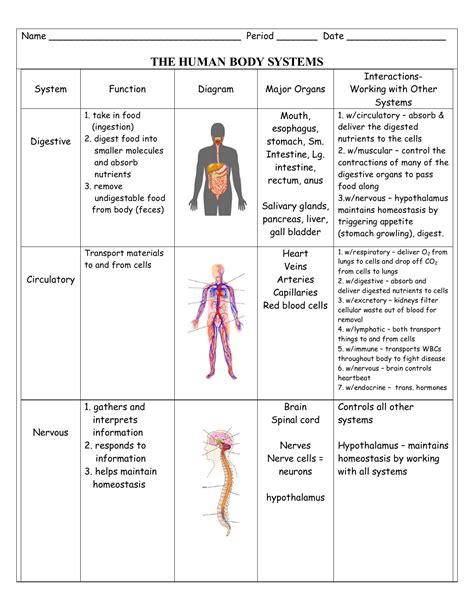 Body Systems Interactions Lesson Plans & Worksheets