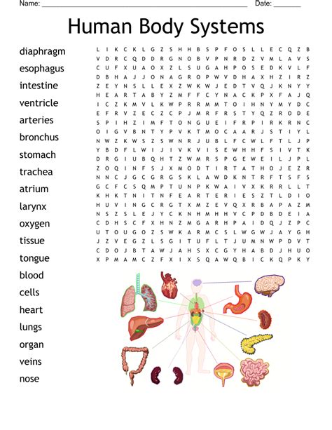 Body Systems Word Search WordMint